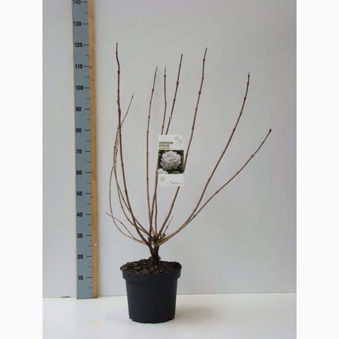 Skogsolvon – Viburnum opulus - C7.5 60-80 CM