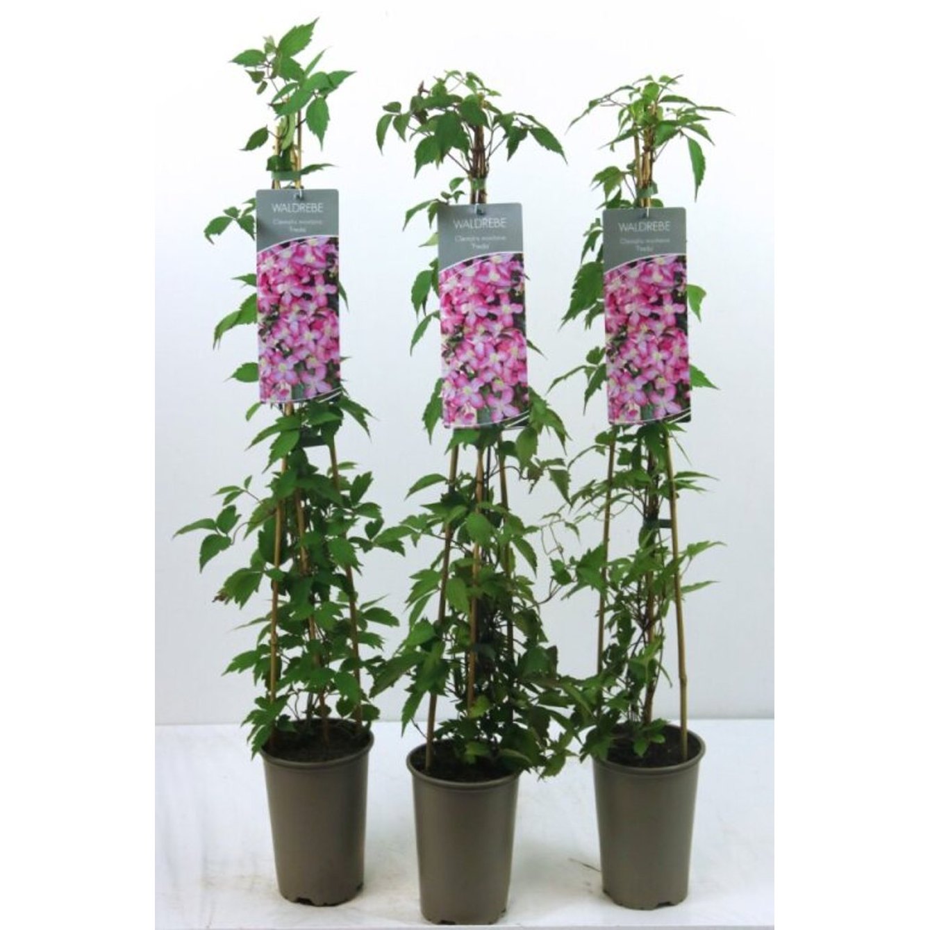 Klematis – Clematis 'Freda' - C2 60-80 CM Stick