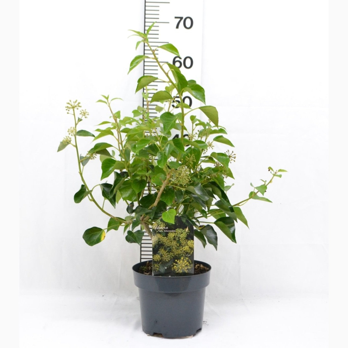 Murgröna – Hedera helix 'Arborescens' - C3 20-40 CM