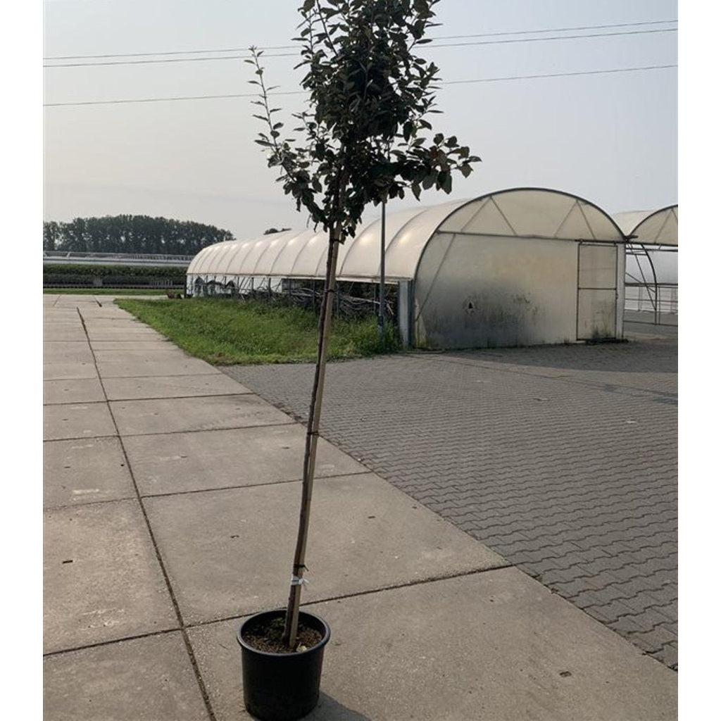 Silverbuske – Elaeagnus ebbingei - C25 10/12  180 CM Stem