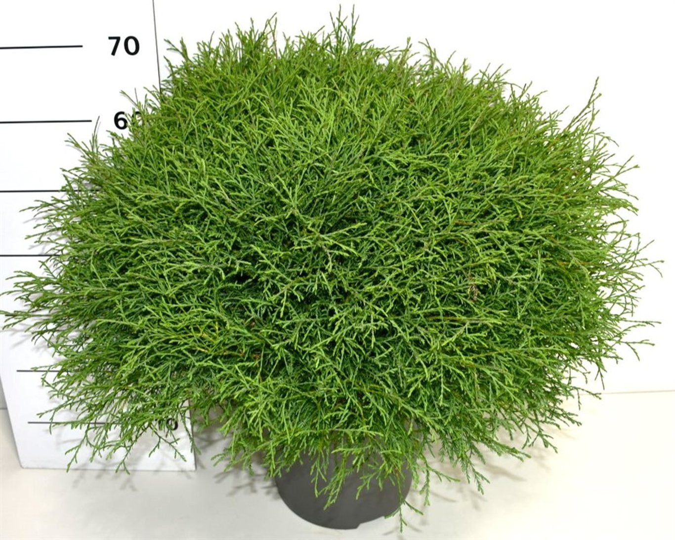 Thuja – Thuja occidentalis 'Mr Bowling Ball' - C12 50-60 cm.