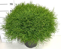 Thuja – Thuja occidentalis 'Mr Bowling Ball' - C12 50-60 cm.