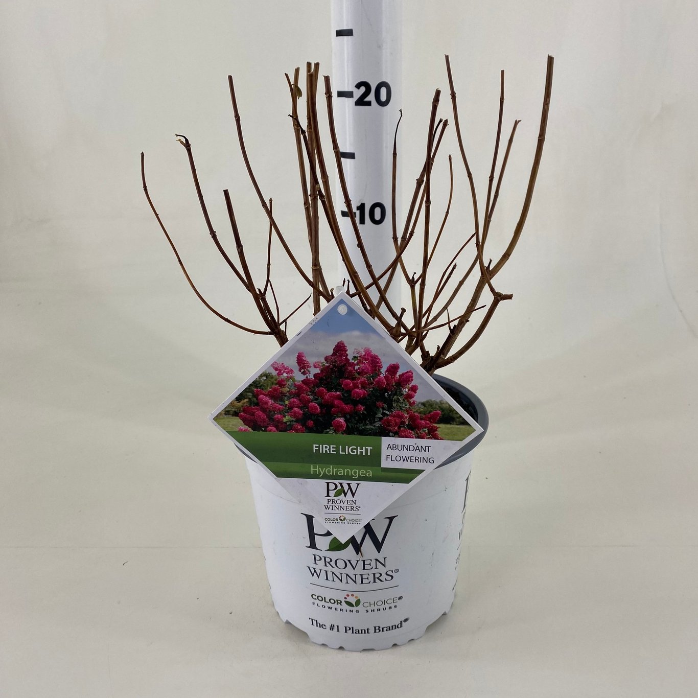 Syrenhortensia – Hydrangea paniculata 'Firelight'® - C3 20-30 CM