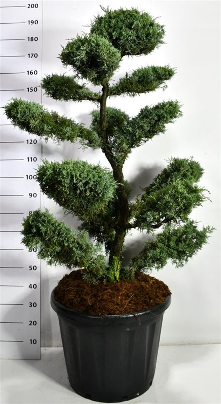 Virginsk en – Juniperus virginiana &