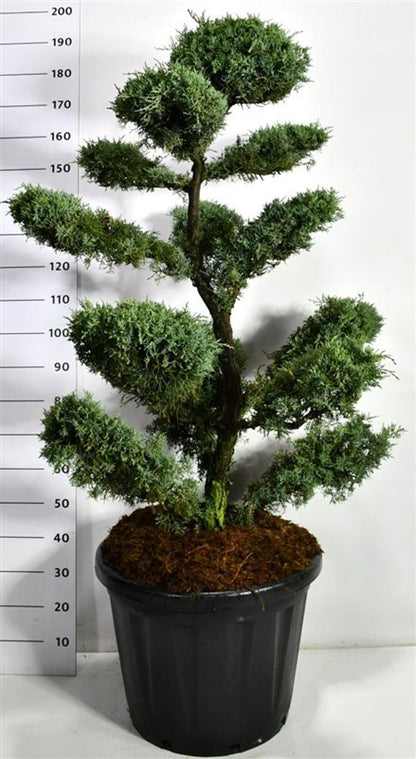 Virginsk en – Juniperus virginiana &