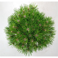 Svarttall – Pinus nigra 'Marie Bregeon' - C7.5 30-40 cm.