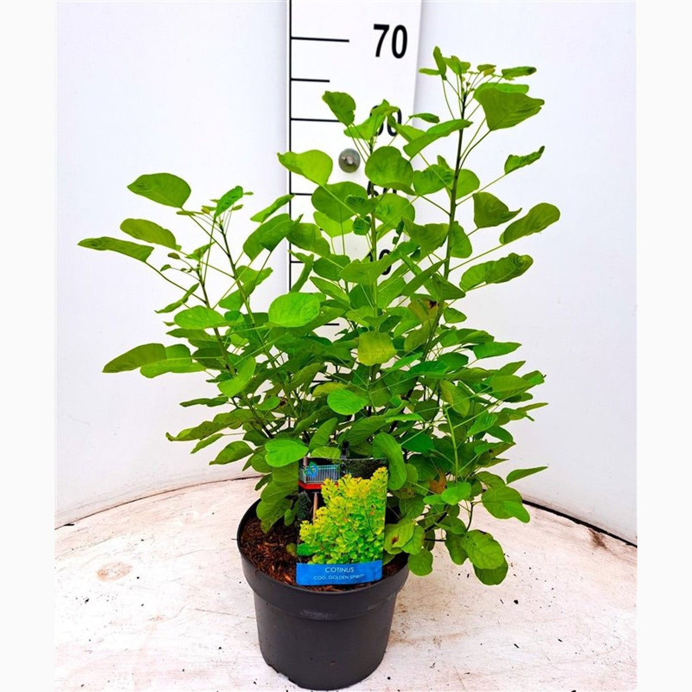 Perukbuske – Cotinus coggygria 'Golden Spirit' - C4 40-60 CM