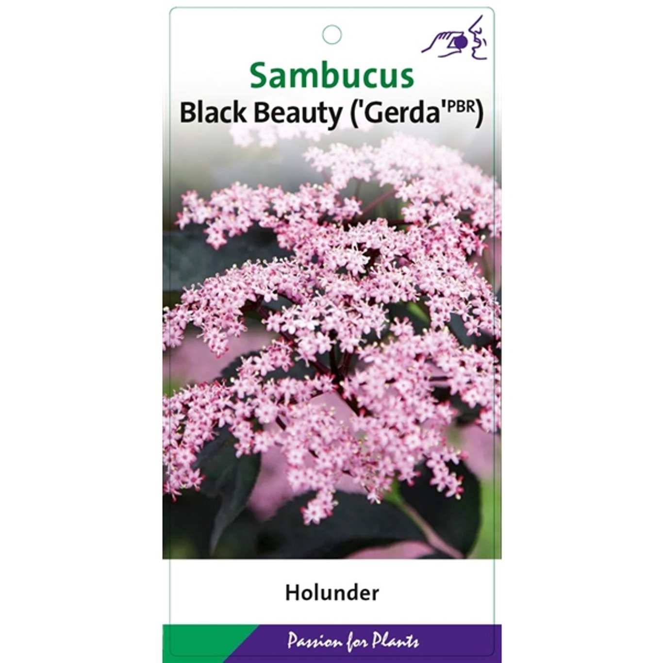 Fläder – Sambucus nigra 'Black Beauty'® - C7.5 60-80 CM