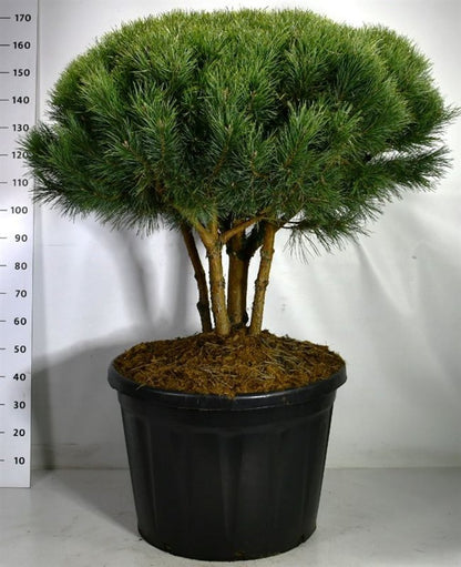 Tall – Pinus sylvestris &