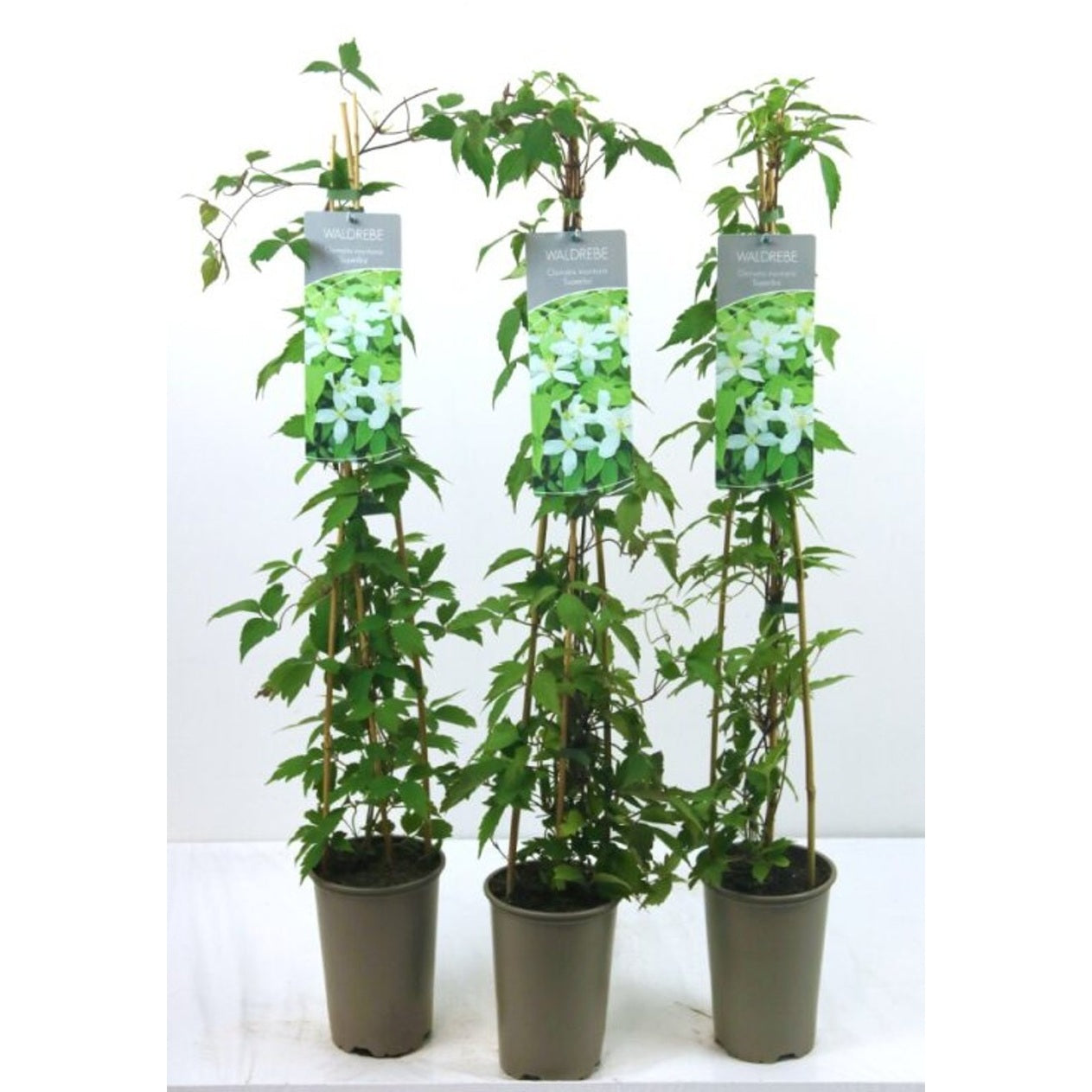 Klematis – Clematis 'Superba' - C2 60-80 CM Stick