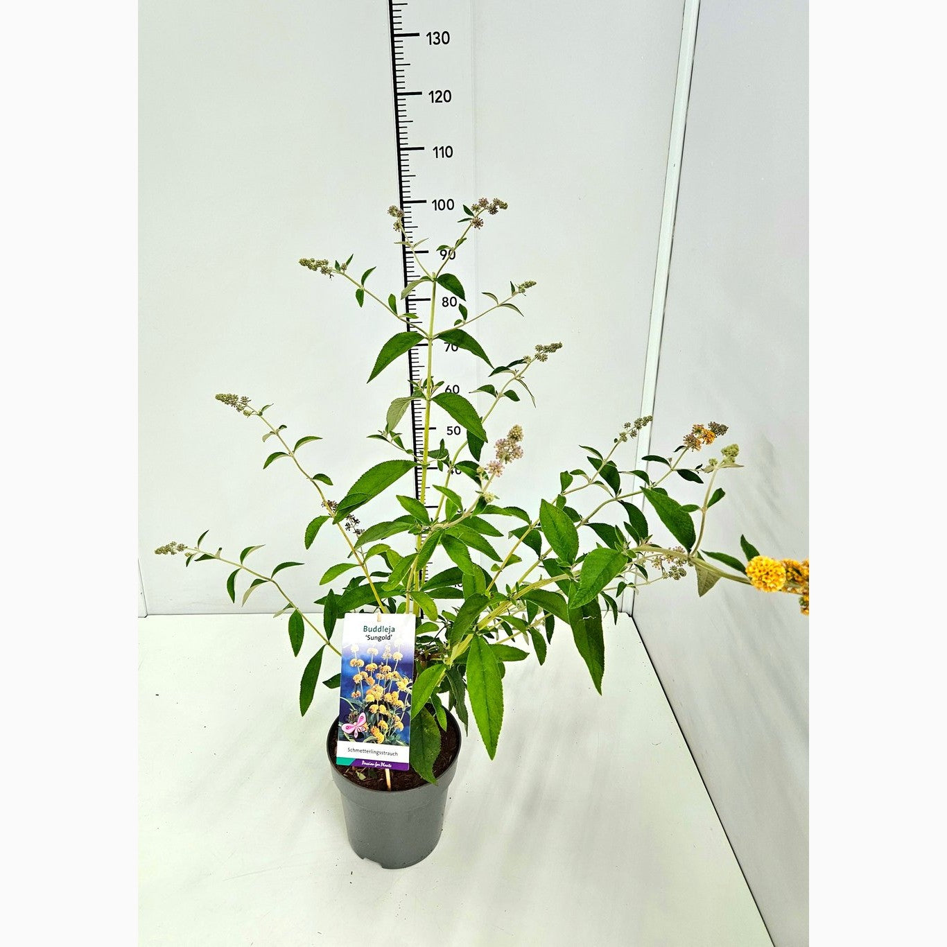 Sommarlilja – Buddleja weyer. 'Sungold' - C5