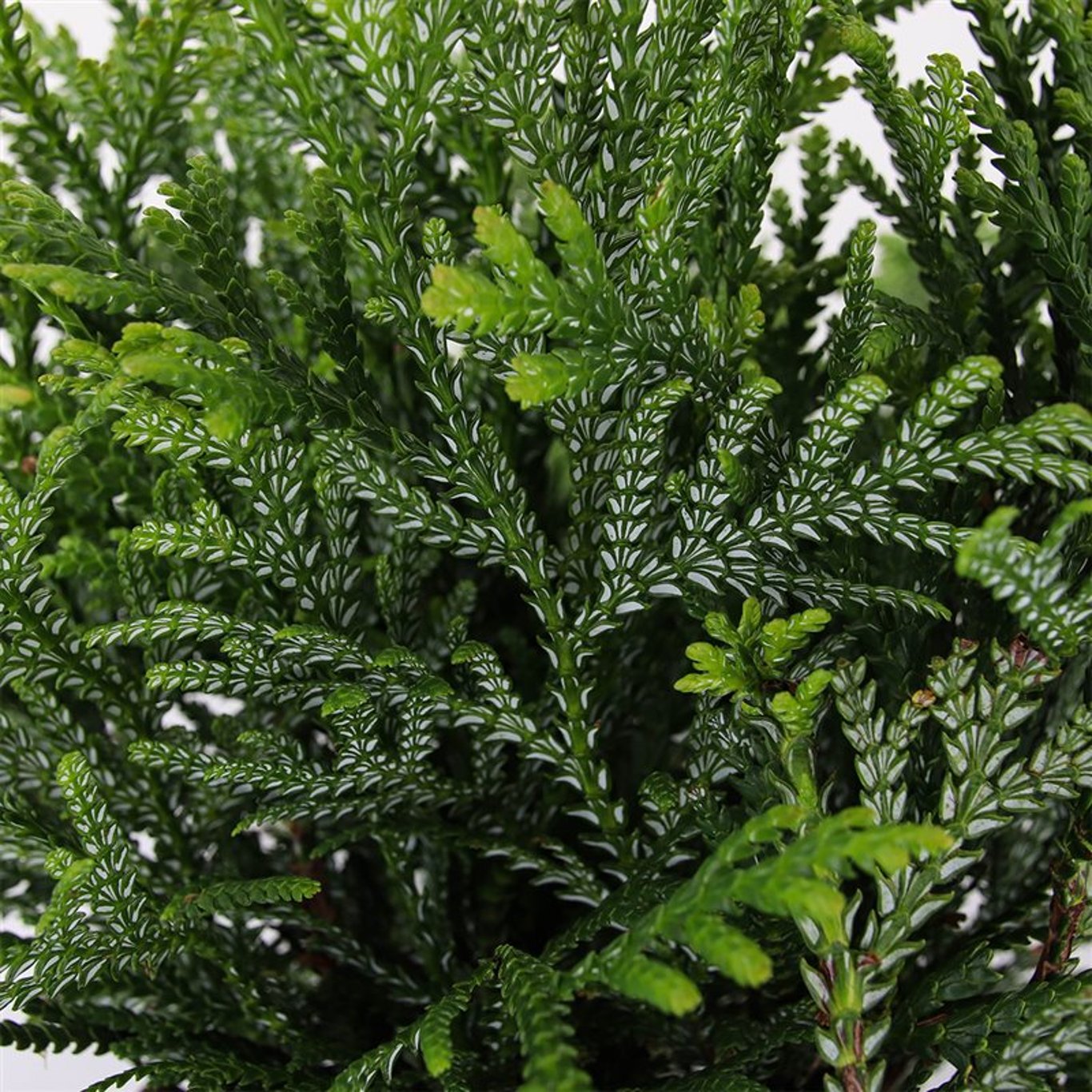 Japansk hiba – Thujopsis dolabrata - C3 25-30 CM