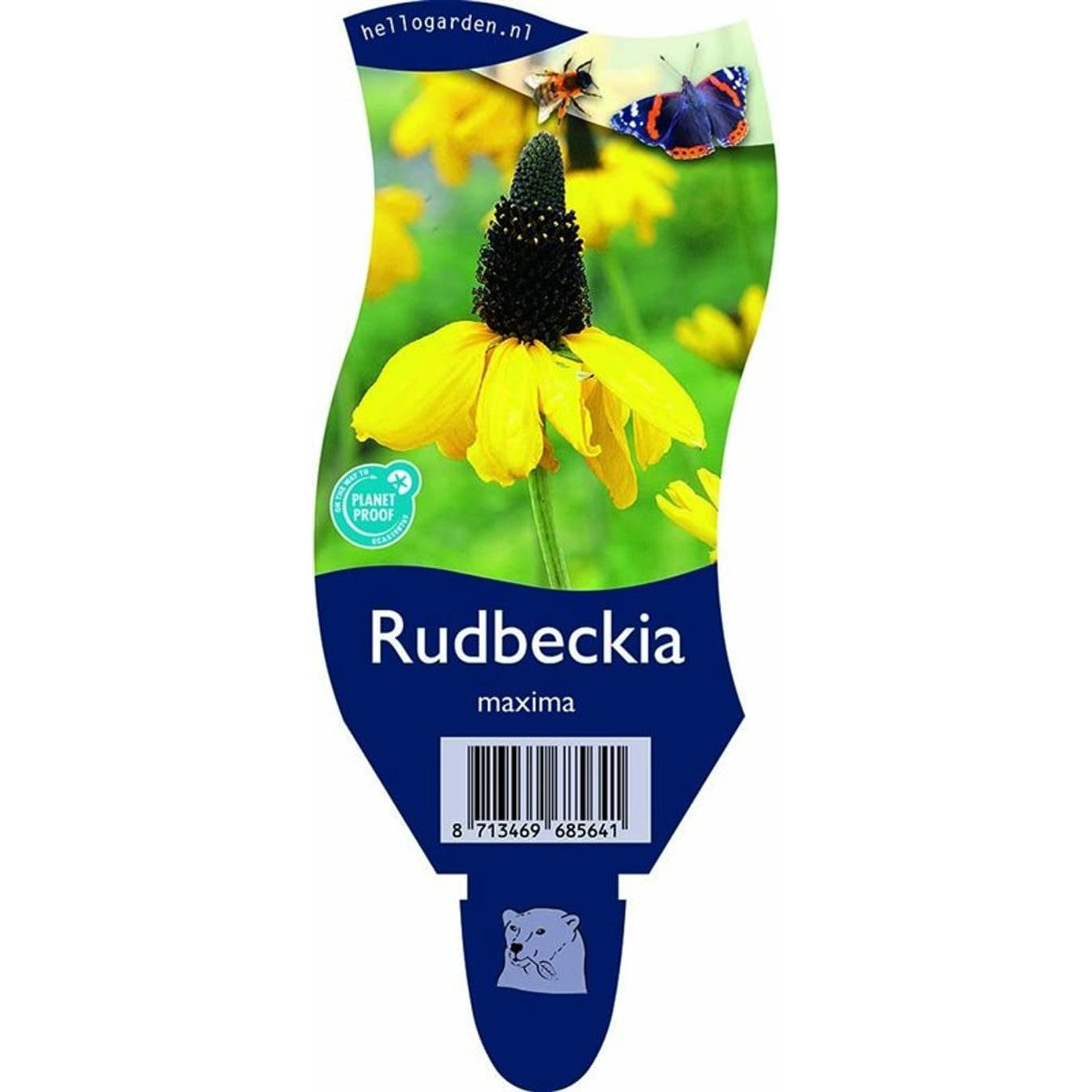 Jätterudbeckia – Rudbeckia maxima - P11