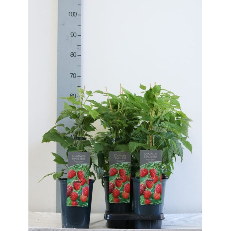 Hallon – Rubus idaeus 'Meeker' - C3 40-60 CM