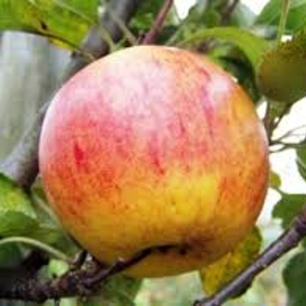 Äpple – Malus domestica 'Benoni' - C25 8/10  200 CM Stem