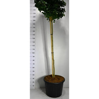 Tempelträd – Ginkgo biloba 'Mariken' - C65 150 cm. Stam