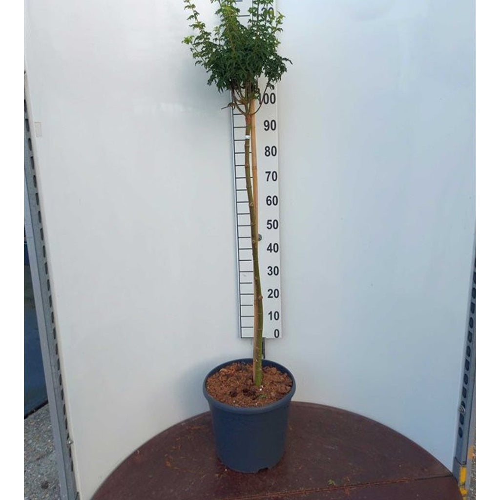 Japansk lönn – Acer pal. 'Shishigashira' - 90 CM Stem C20