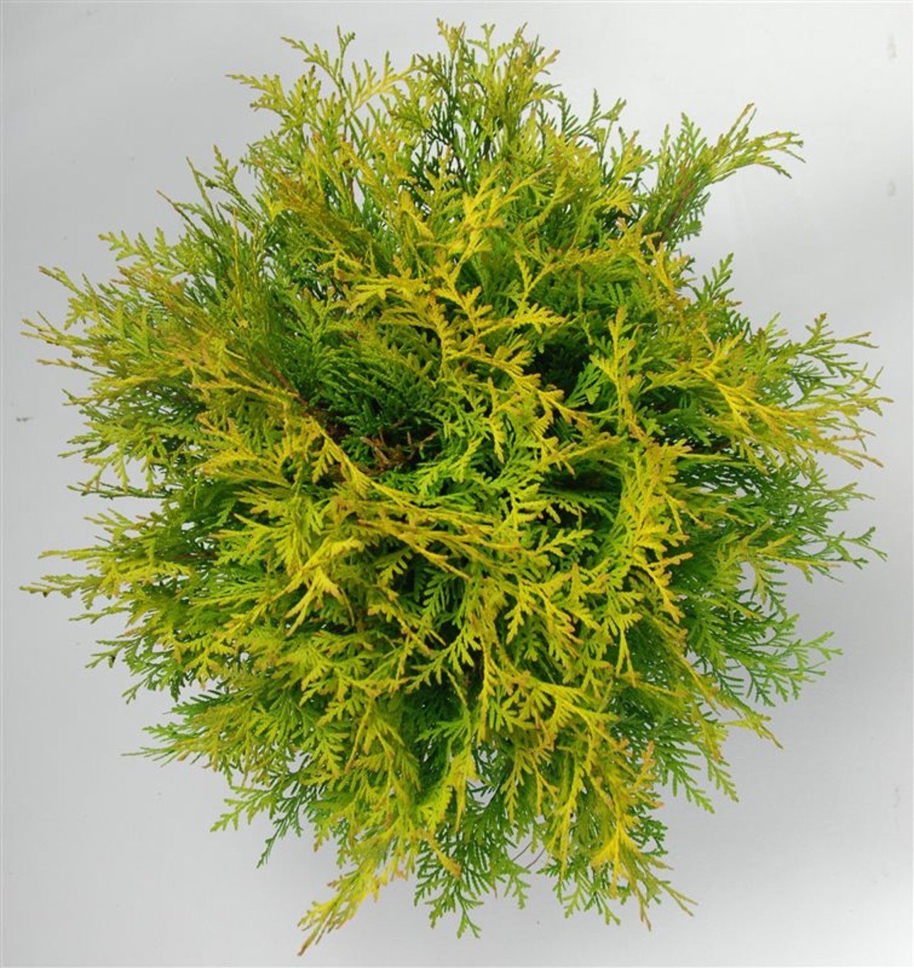 Thuja – Thuja occidentalis 'Golden Globe' - C7.5 30-40 cm.