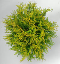Thuja – Thuja occidentalis 'Golden Globe' - C7.5 30-40 cm.