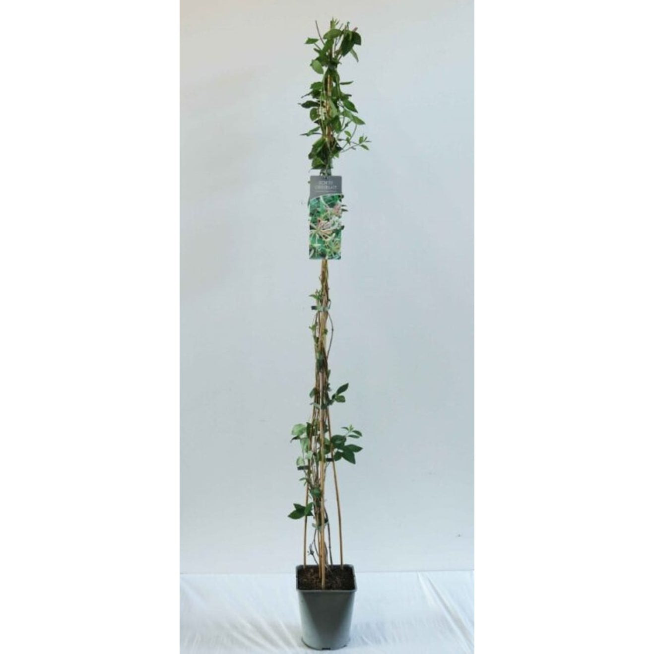Kaprifol – Lonicera caprifolium - C5 125-175 CM Stick