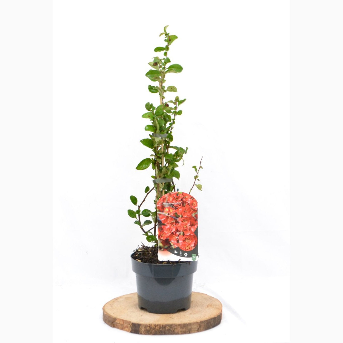 Hybridkvitten – Chaenomeles superba 'Red Trail' - C2 50-60 CM