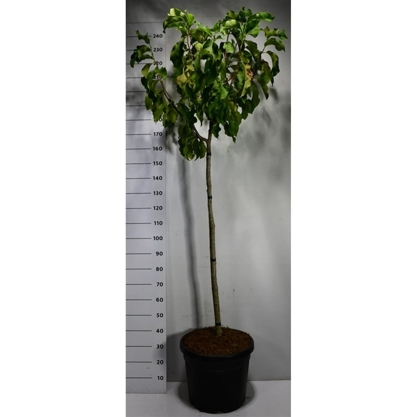 Magnolia – Magnolia &