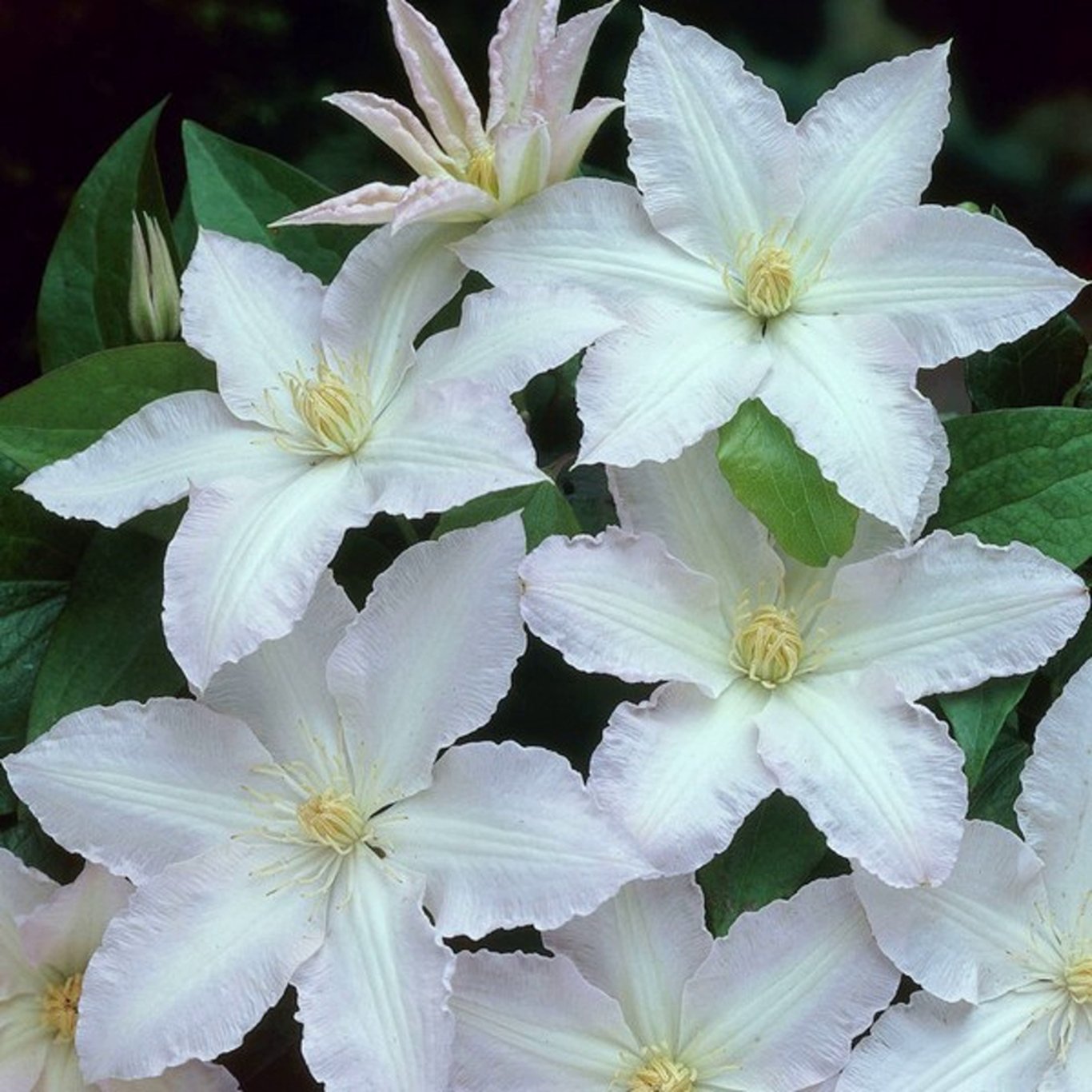 Klematis – Clematis 'Gladys Picard' - C2 50-60 CM 3 Stick