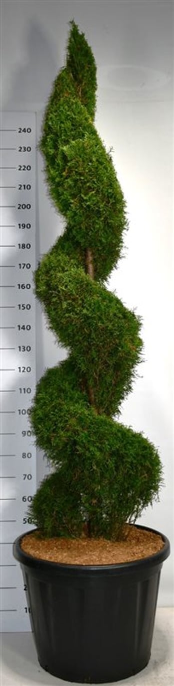 Thuja – Thuja occidentalis &