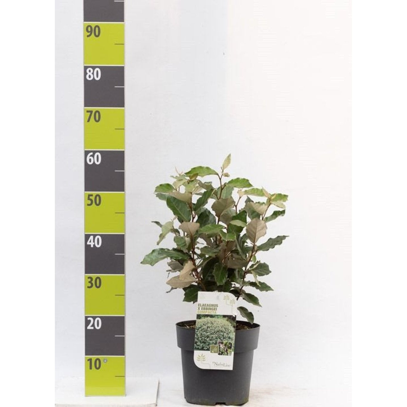 Silverbuske – Elaeagnus ebbingei 'Compacta' - C5 40-60 CM
