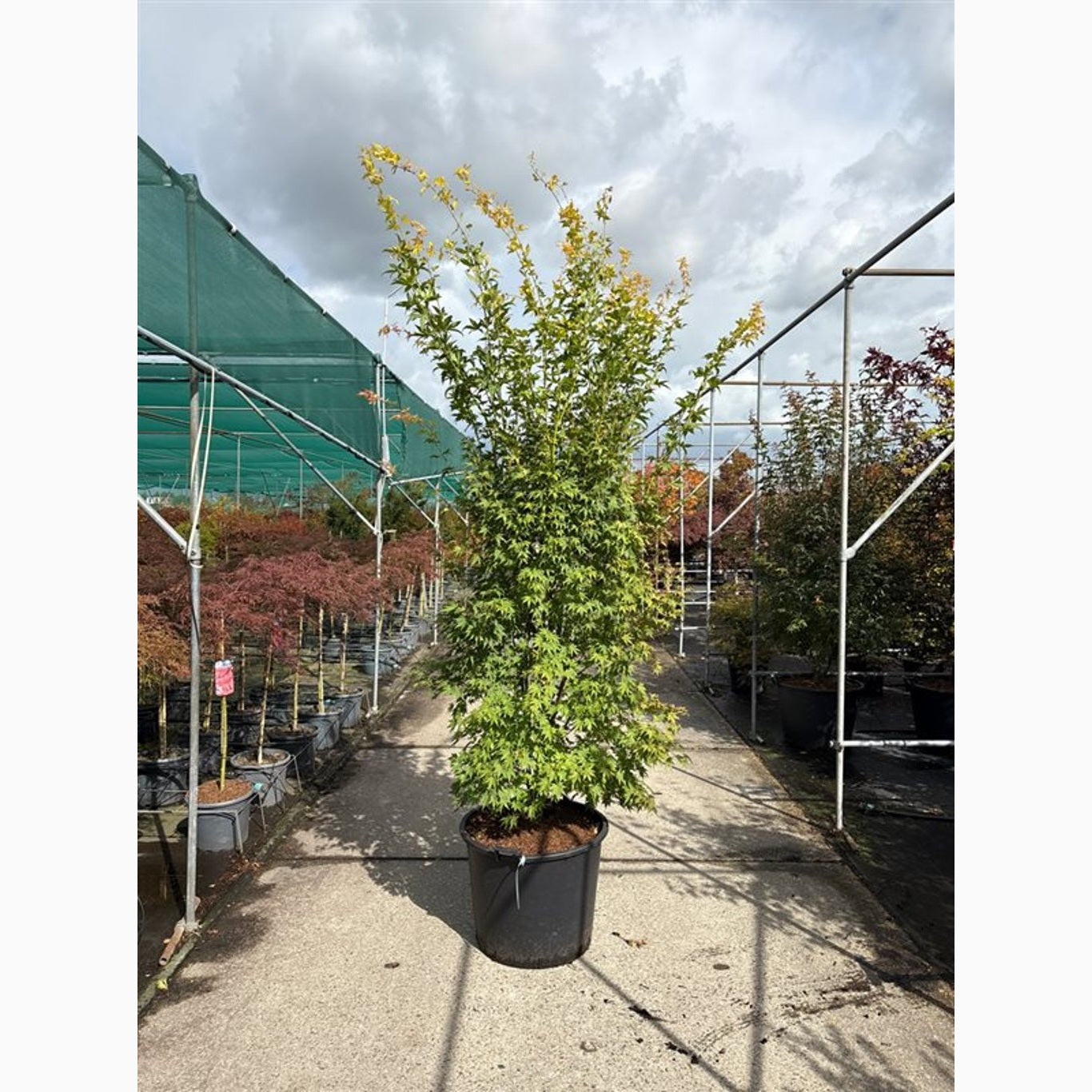 Japansk lönn – Acer pal. 'Orange Dream' - 250-300 CM in Cont.