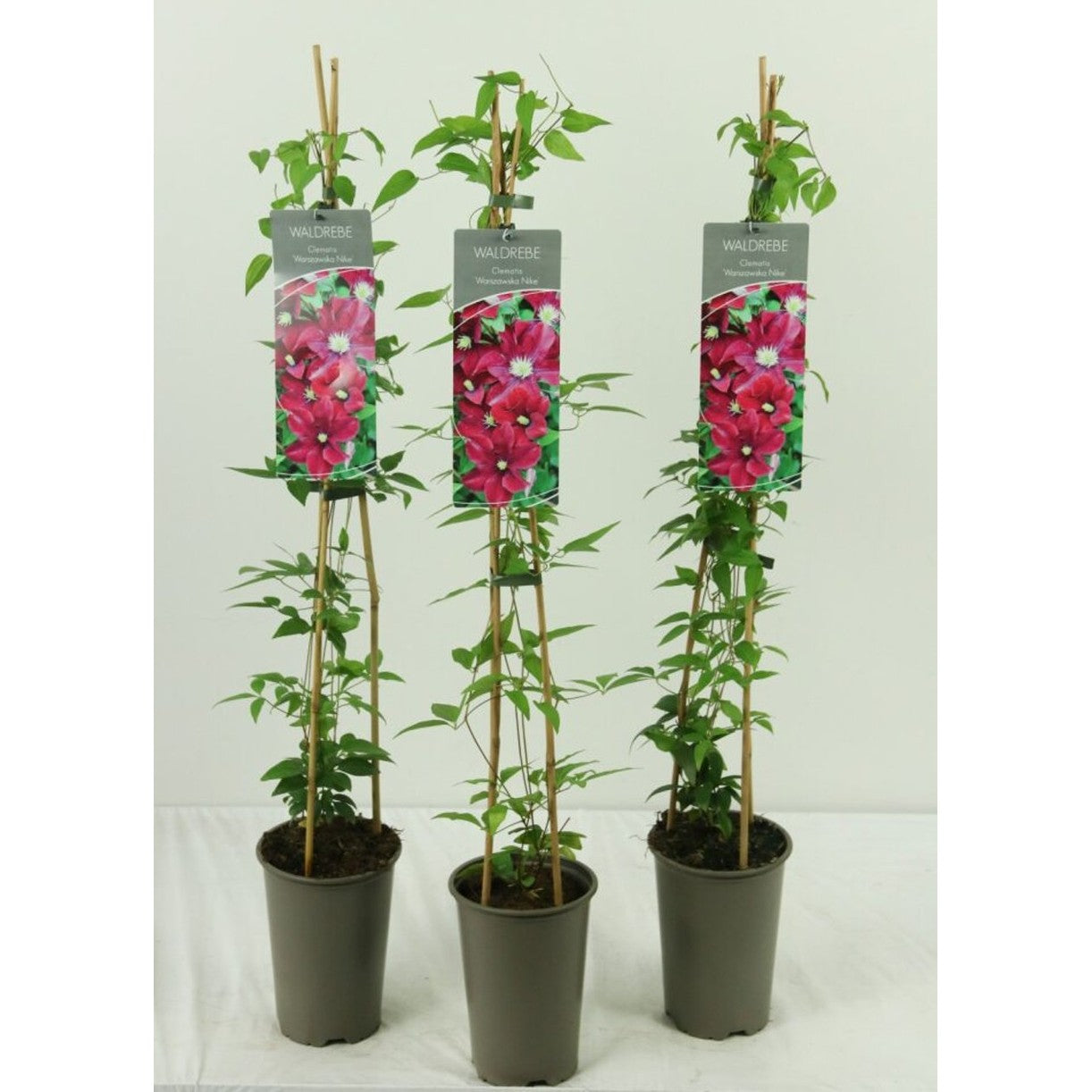 Klematis – Clematis 'Warszawska Nike' - C2 60-80 CM Stick