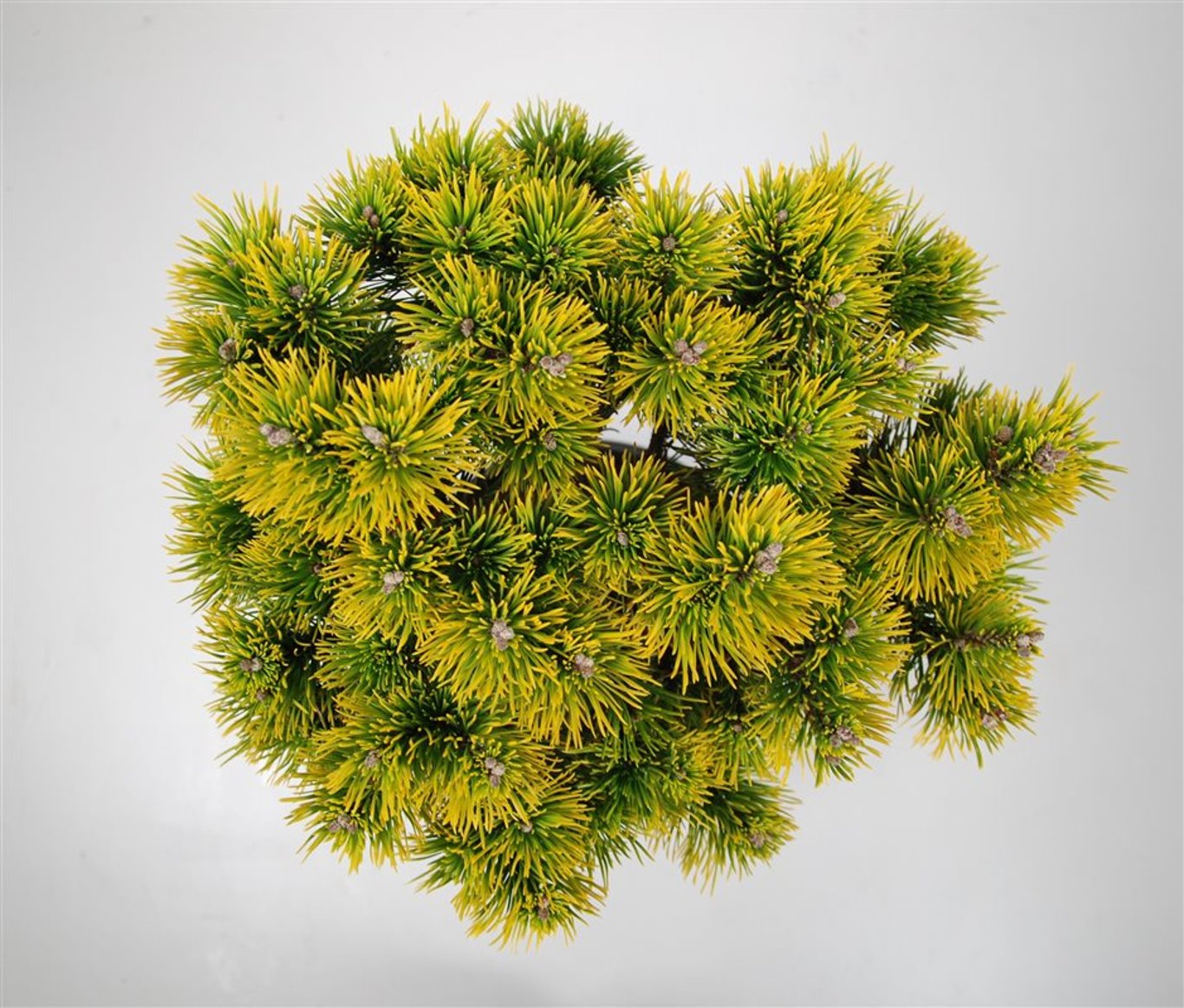 Bergtall – Pinus mugo 'Carsten's Wintergold' - C13 40 cm. Stam