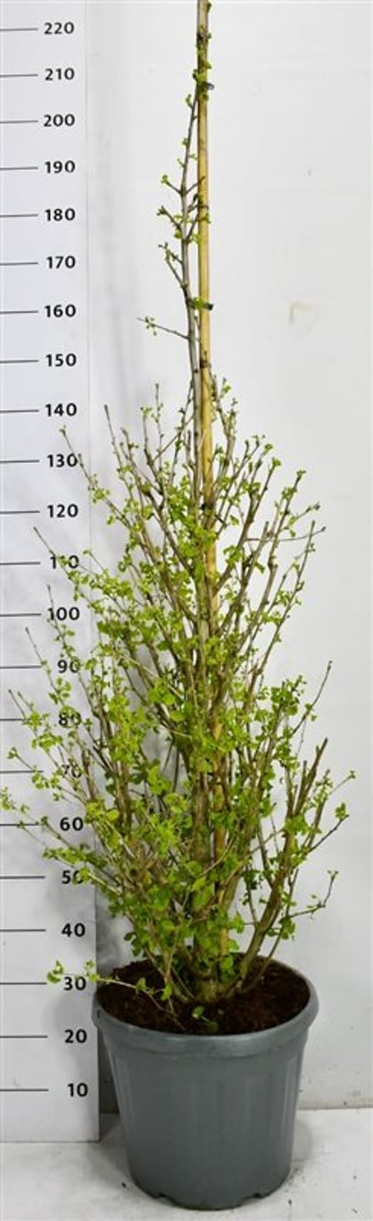 Tempelträd – Ginkgo biloba &