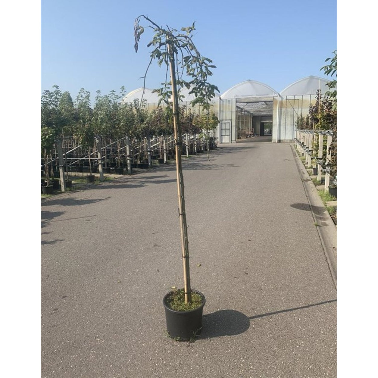 Alp-gullregn – Laburnum alpinum 'Pendulum' - 120 CM Stem C10