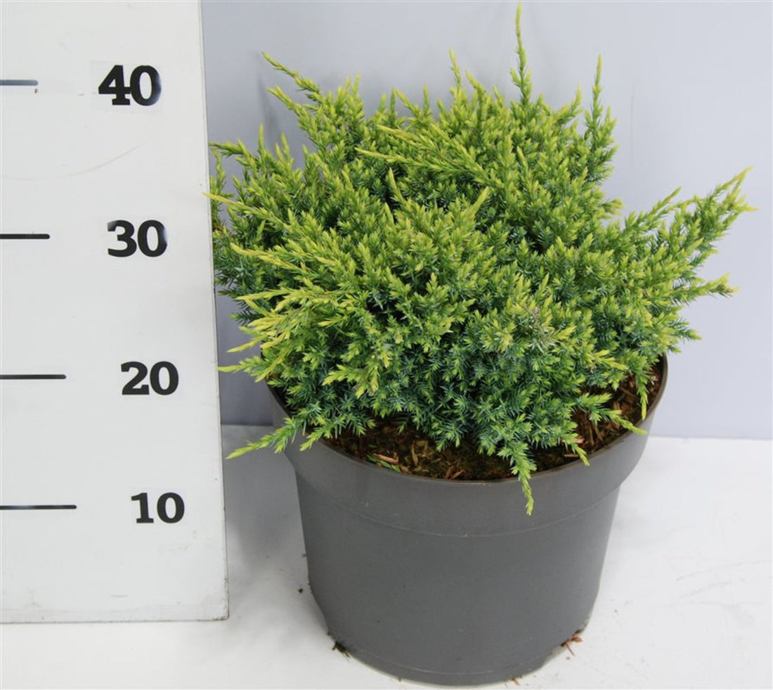 Himalaya-en – Juniperus squamata &