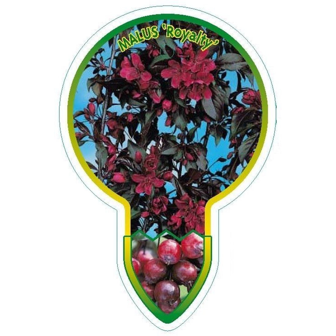 Magnolia – Magnolia rostrata - 60 CM Stem C4