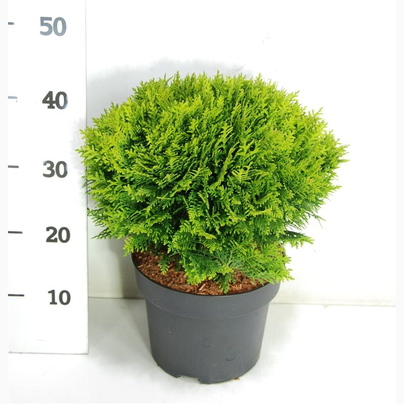 Thuja – Thuja occidentalis 'Danica' - C5 30-40 CM