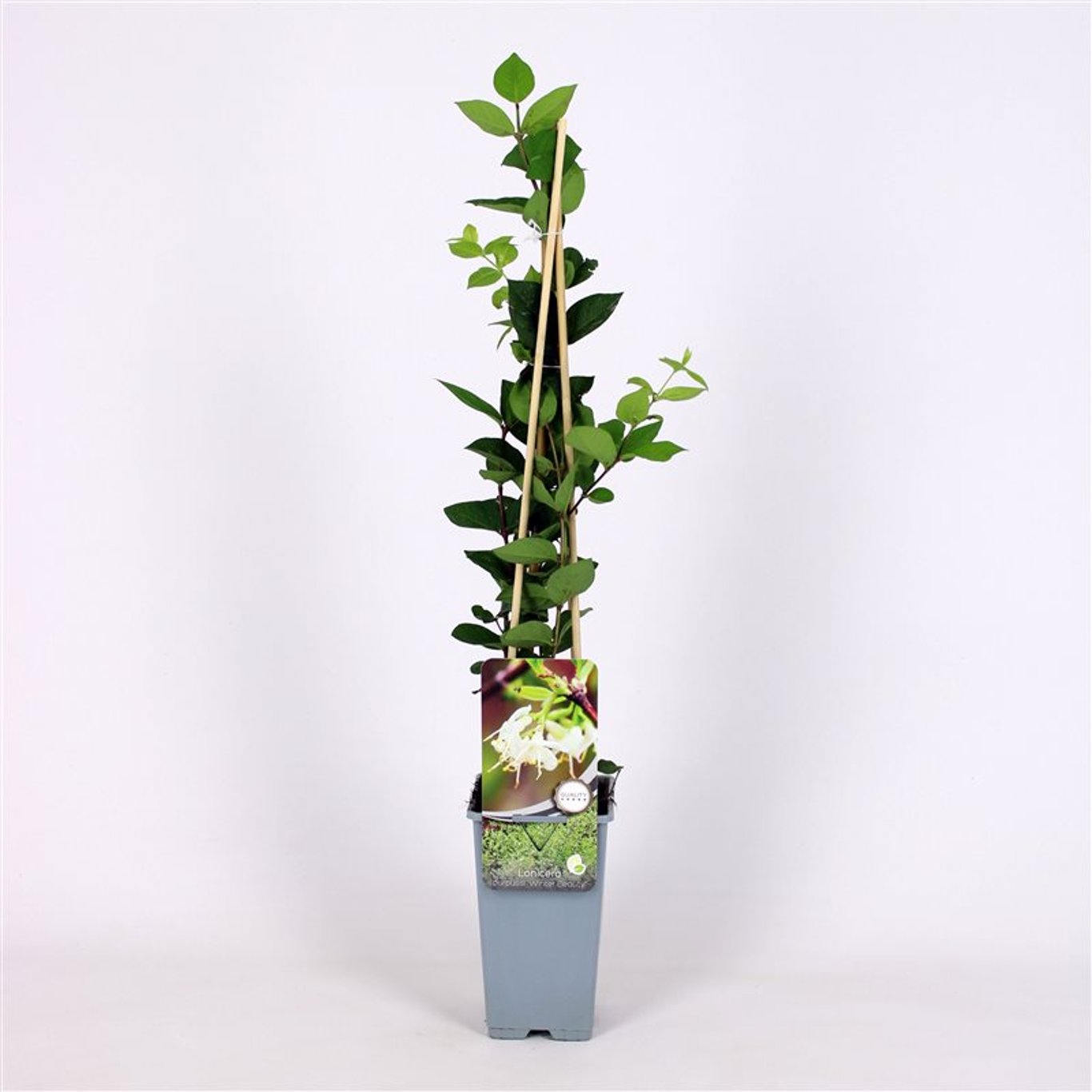 Kaprifol – Lonicera purpusii 'Winter Beauty' - C2 70/+ CM