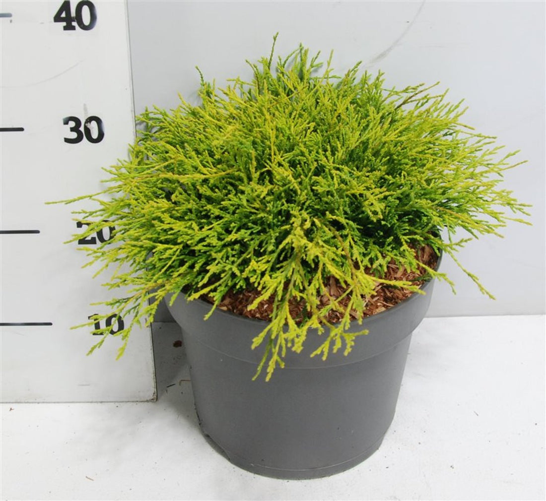 Ädelcypress – Chamaecyparis pisifera &