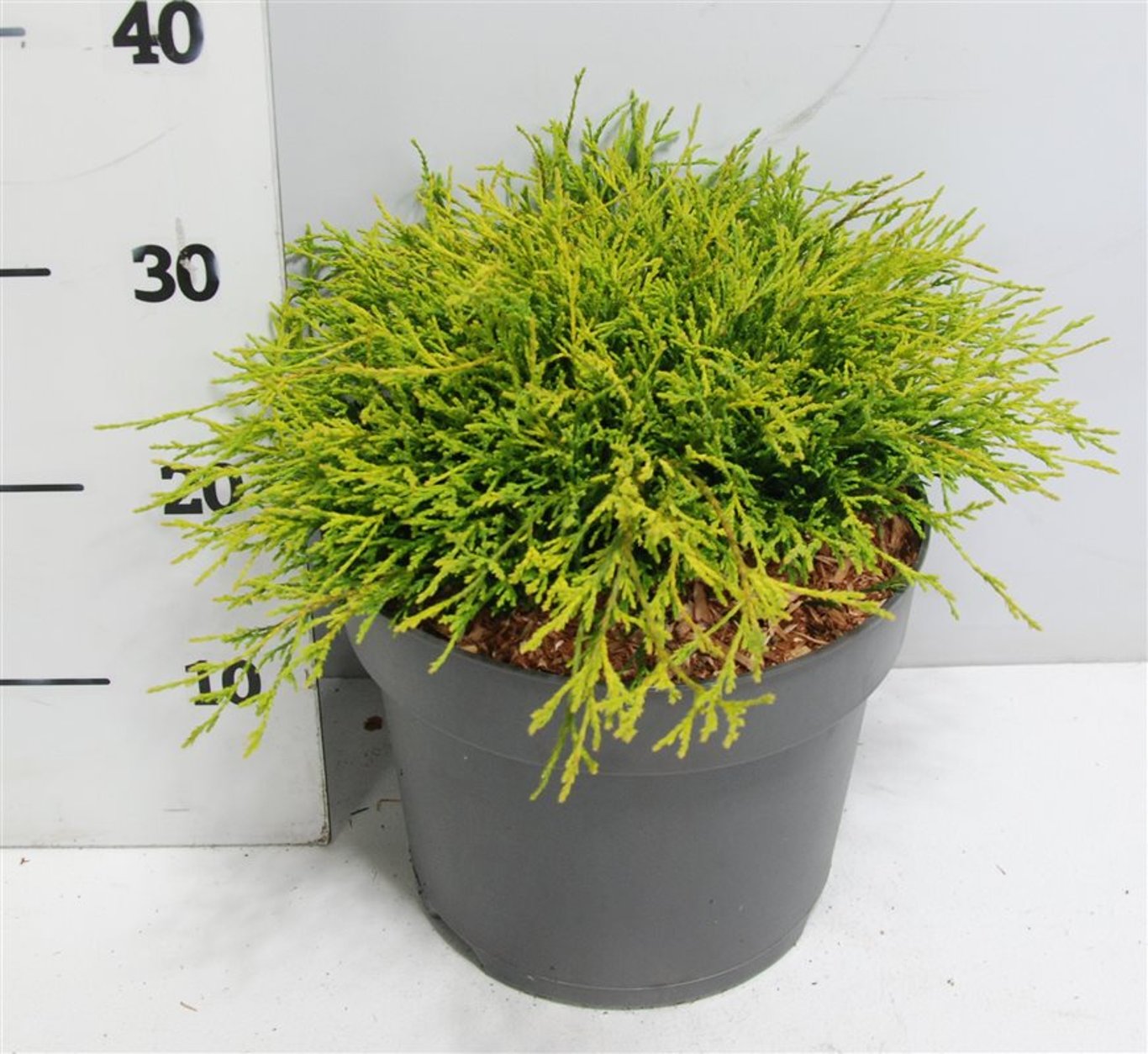 Ädelcypress – Chamaecyparis pisifera &
