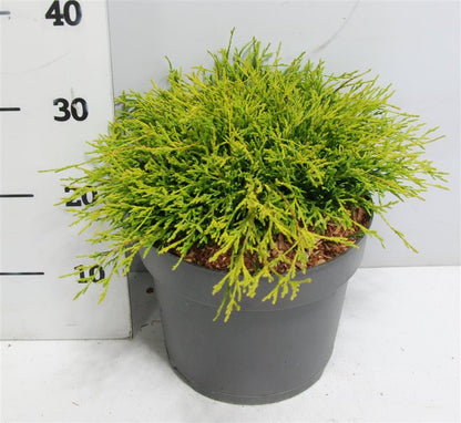 Ädelcypress – Chamaecyparis pisifera &