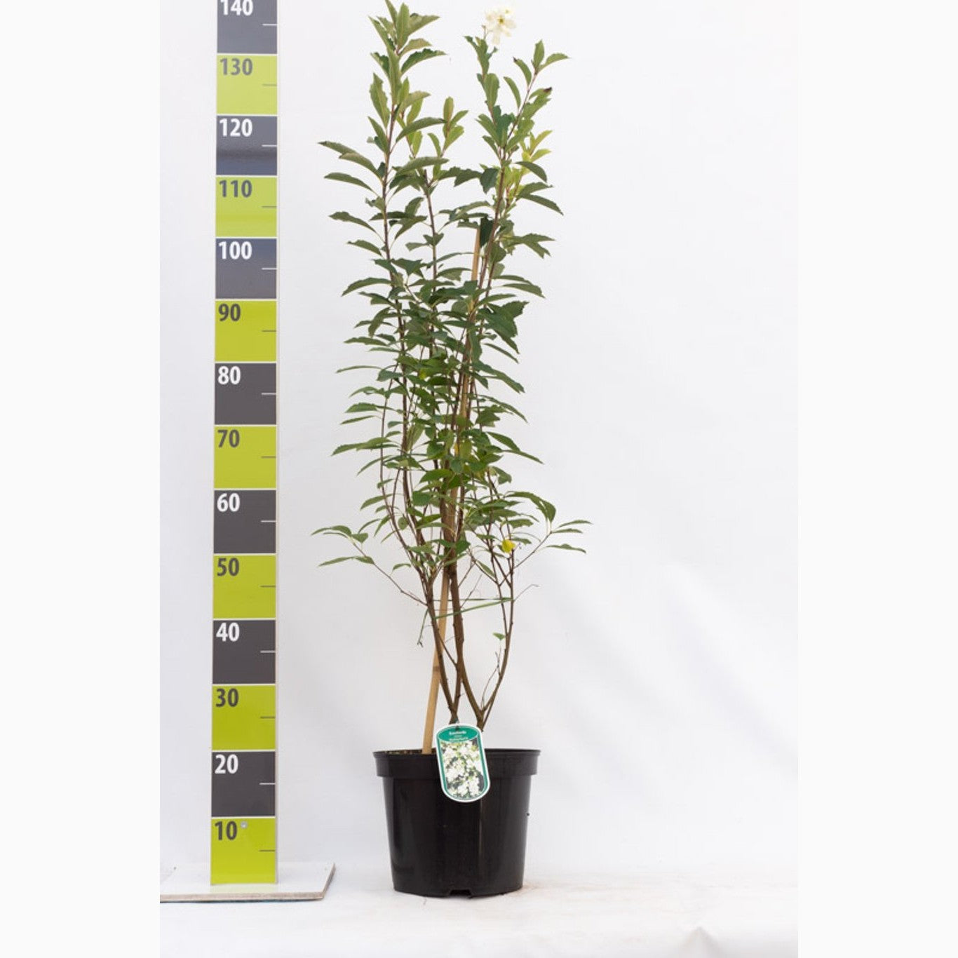 Pärlbuske – Exochorda racemosa 'Blushing Pearl'® - C7.5 80-100 CM