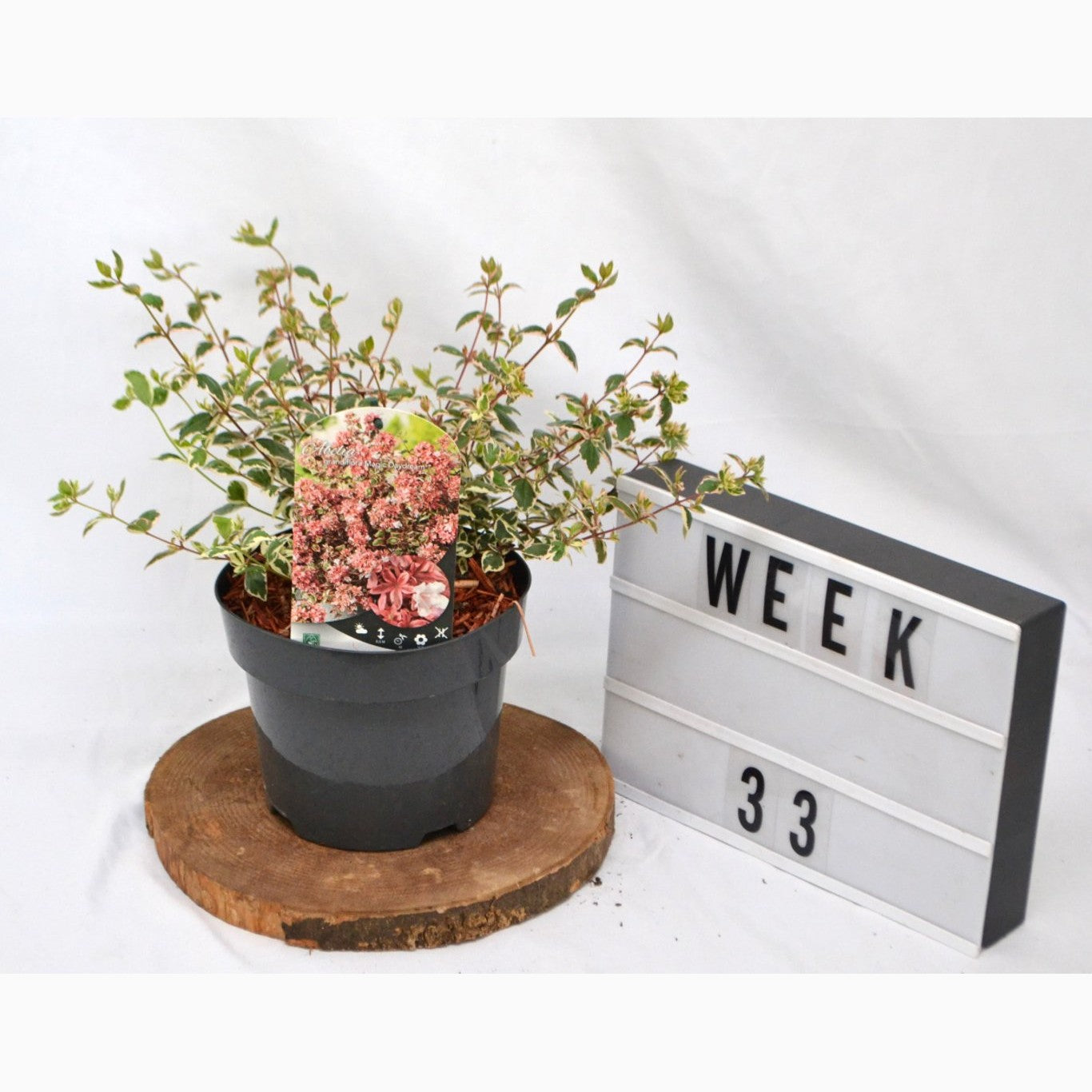 Storablia – Abelia grandifl. 'Magic Daydream'® - C3 20-40 CM