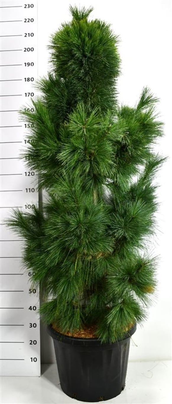 Schwerins tall – Pinus schwerinii 'Wiethorst' - C45 125-150 cm.