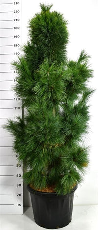 Schwerins tall – Pinus schwerinii 'Wiethorst' - C45 125-150 cm.