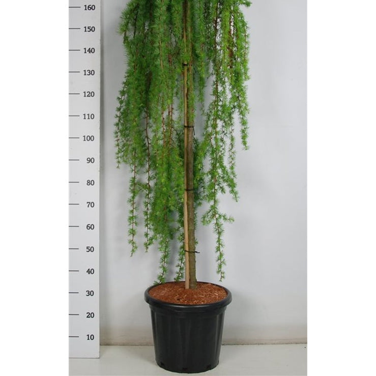 Japansk lärk – Larix kaempferi 'Stiff Weeper' - C25 150 cm. Stam