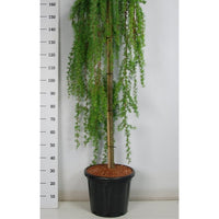 Japansk lärk – Larix kaempferi 'Stiff Weeper' - C25 150 cm. Stam