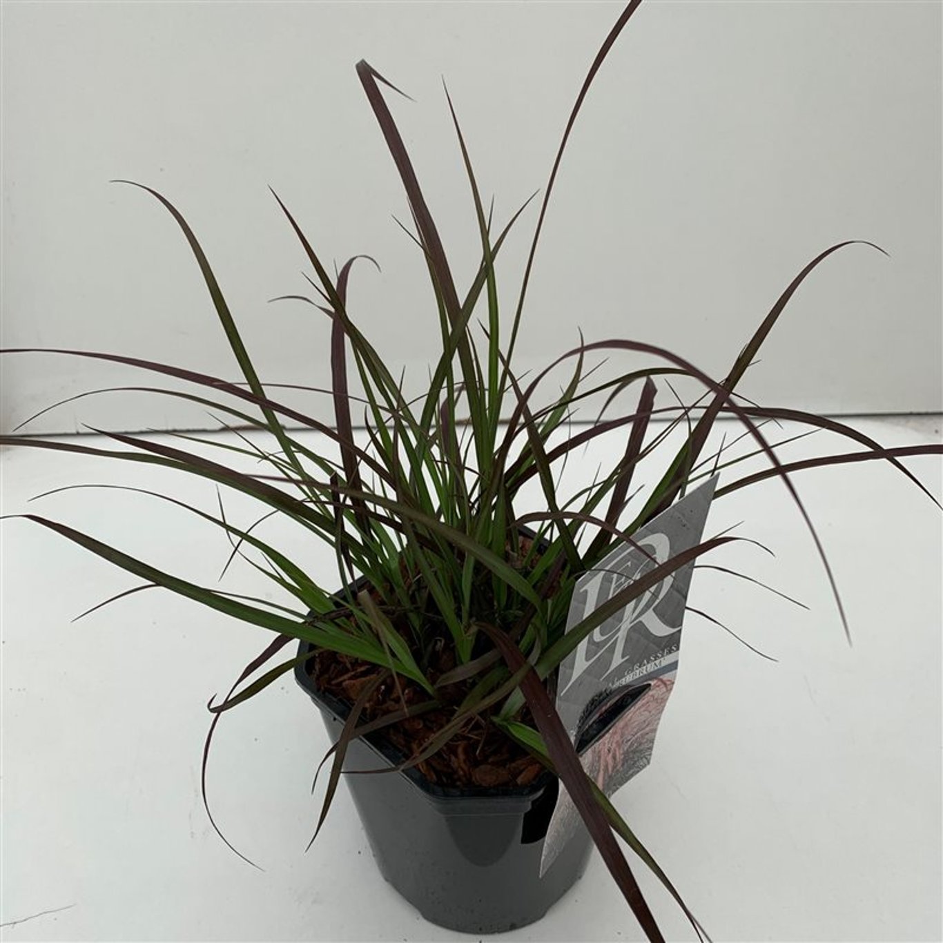 Röd lampborstgräs – Pennisetum advena 'Rubrum' - C2