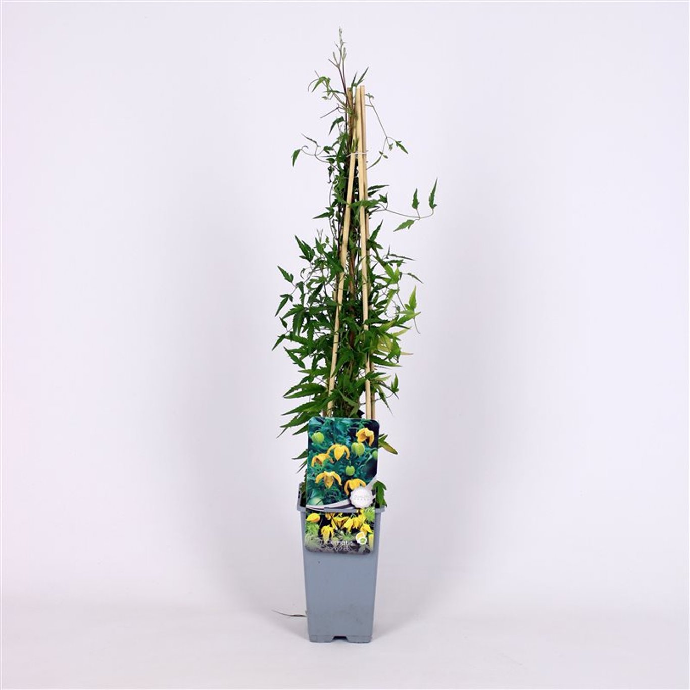 Klematis – Clematis tangutica - C2 70/+ CM