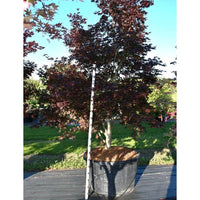 Japansk lönn – Acer palmatum 'Bloodgood' - C280 250-300 cm. Sol